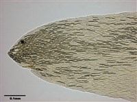 Calliergon giganteum Collection Image, Figure 4, Total 12 Figures